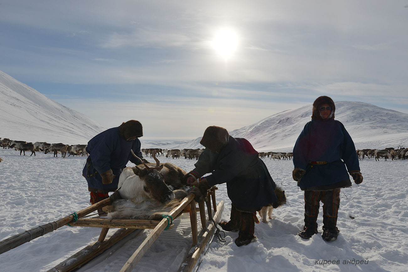 Yamal (Ямал)